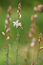 BUITEN BEELD Foto: 412796