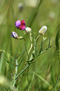 BUITEN BEELD Foto: 412871