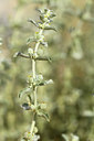 BUITEN BEELD Foto: 412988