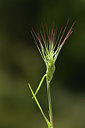 BUITEN BEELD Foto: 413068
