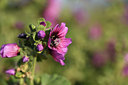 BUITEN BEELD Foto: 413119