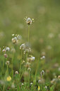 BUITEN BEELD Foto: 413194