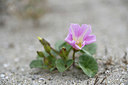 BUITEN BEELD Foto: 413217