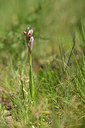 BUITEN BEELD Foto: 413239