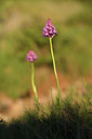 BUITEN BEELD Foto: 413277