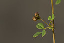 BUITEN BEELD Foto: 413350