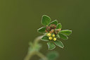 BUITEN BEELD Foto: 413361