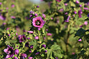 BUITEN BEELD Foto: 413366