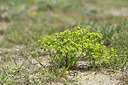 BUITEN BEELD Foto: 413543