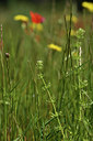 BUITEN BEELD Foto: 413596