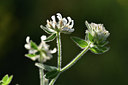 BUITEN BEELD Foto: 413613
