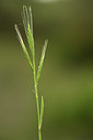 BUITEN BEELD Foto: 413638