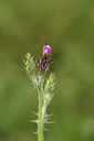 BUITEN BEELD Foto: 413661