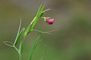 BUITEN BEELD Foto: 413721