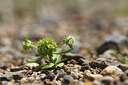 BUITEN BEELD Foto: 413827