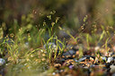 BUITEN BEELD Foto: 413881