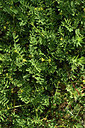 BUITEN BEELD Foto: 413919
