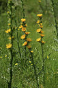 BUITEN BEELD Foto: 414034