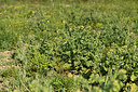 BUITEN BEELD Foto: 414174