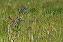 BUITEN BEELD Foto: 414213