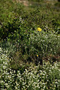 BUITEN BEELD Foto: 414338
