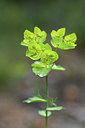 BUITEN BEELD Foto: 414352