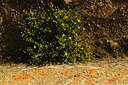 BUITEN BEELD Foto: 414361