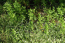 BUITEN BEELD Foto: 414453