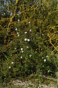 BUITEN BEELD Foto: 414472