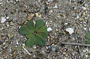BUITEN BEELD Foto: 414555