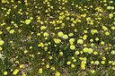 BUITEN BEELD Foto: 414599