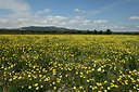 BUITEN BEELD Foto: 414636