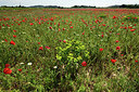 BUITEN BEELD Foto: 414647