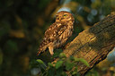 BUITEN BEELD Foto: 414830