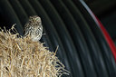 BUITEN BEELD Foto: 414834