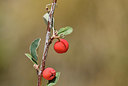 BUITEN BEELD Foto: 415000