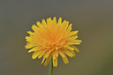 BUITEN BEELD Foto: 415077