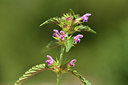 BUITEN BEELD Foto: 415102