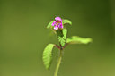 BUITEN BEELD Foto: 415133