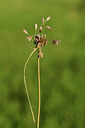 BUITEN BEELD Foto: 415169