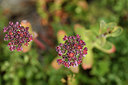 BUITEN BEELD Foto: 415242