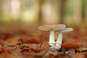 BUITEN BEELD Foto: 415370