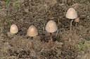 BUITEN BEELD Foto: 415410