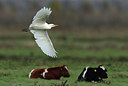 BUITEN BEELD Foto: 415440