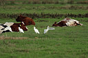 BUITEN BEELD Foto: 415443