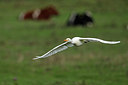 BUITEN BEELD Foto: 415446