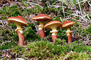 BUITEN BEELD Foto: 415684