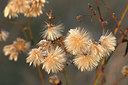 BUITEN BEELD Foto: 415703