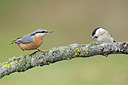 BUITEN BEELD Foto: 415760