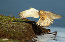 BUITEN BEELD Foto: 415839